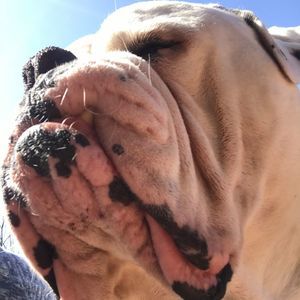 Meet your Posher, Pearl